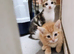 Kittens available