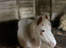 King bred small colt for sale