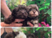 Tiny Beautiful Schnoodle Puppies