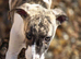 Whippet lurcher pups