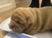 4 english bulldog x French bulldog pups for sale