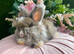 English angora buck