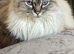 Adorable cat