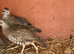 Red legged Partridge