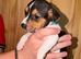 Gorgeous Litter Of Traditional Jack Russell Puppies 4 Boys 1 Girl