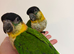 Silly tame Baby Caique parrots