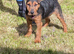 Lakeland pups
