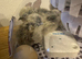 6x silkie chicks hatched 10/6