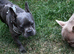 6,5 month blue brindle frenchie boy kc reg