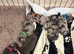 Lovely litter jackhunds