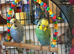 Budgies & Vision Cage