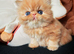3 red tabby male persian kittens
