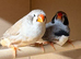 2 pairs of zebra finches
