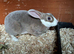 Mini Rex girl