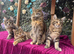 XXL Maine Coon Kittens TICA Pedigree Supreme Champion Bloodline
