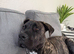 Roco - Presa Canario × Cane Corso - 9 Months Old