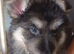 One girl German shepherd puppies