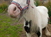 Mini cob gelding