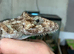 BREEDING PAIR OF FALSE CHAMELEON ANOLES