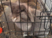 1 adult male 1 adult female 1 unknown baby mini lops with hutches