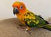 Hand tame sun conure baby