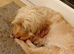 Cockapoo female