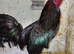 Brazilian game cock