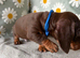 Miniature Dachshund puppies