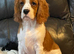 Beautiful cavalier boy