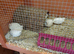 White button quails