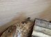 Bearded dragons
