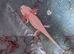 Axolotls babies 3 months old