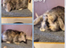 Mini lop kits ready tuesday 9th june