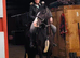 14.2 gelding