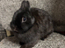 Chocolate Netherland dwarf doe