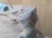 Young Bearded dragon