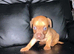 Dachshund puppies