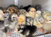 Baby Chicks, Ducklings & Hatching eggs