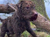 Working terrier wanted