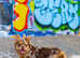 Visual Fluffy New Shade Rojo Tri Merle