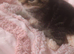 Stunning mixed kittens Tabby British blue