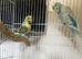 Male and female budgie ready to breed