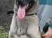 Malinois