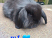 Baby rabbits ready now