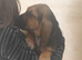 Bloodhound Puppies