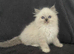 Maine Coon / Ragdoll Kittens