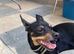 JACK RUSSELL x PINSCHER