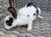 Mini rex babies