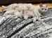 BRITISH SHORTHAIR KITTEN FOR SALE