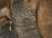 Shar pei puppies